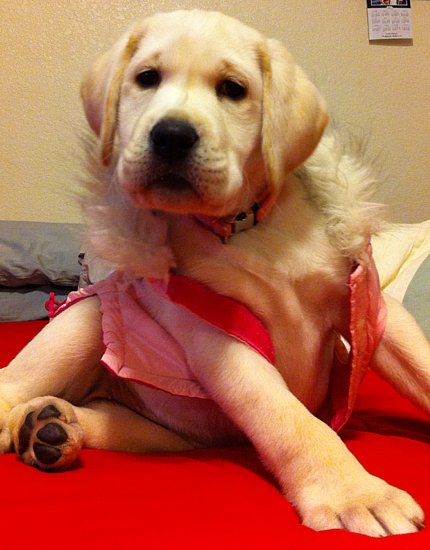 It fits..i just don't want it to!